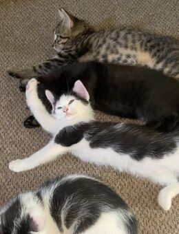 7 Monate altes Hauskatzen Mädel sucht ein neues Revier - Drei Gleichen