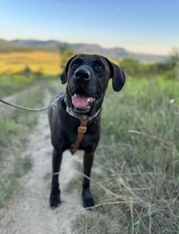 Oliver, sanfter Schmusebär, ca. 4 Jahre - Vaterstetten