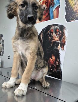 Kleine Tilda sucht ein zu Hause - Fließem