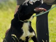 Perfekte Familienhund = lieber JEAN♥️ - München