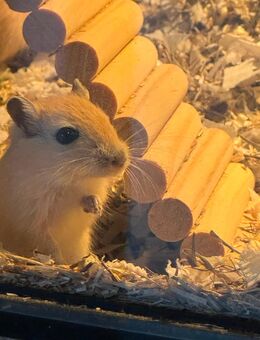 Mongolische Wüstenrennmaus Babys Rennmäuse - Bedburg
