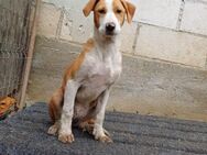 Lua - Hundemädchen sucht seine Familie - Spenge