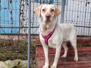 Labrador-Mix Olivia hat ein großes Herz - München
