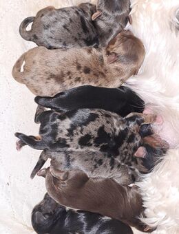Yorkshire Terrier Welpen - Geretsried