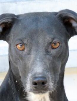 Lilo 2 -Angsthund, braucht Geduld- - Oldenburg