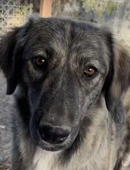 Savannah, geb. ca. 01/2022, Griechenland - Euskirchen