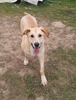 Brooklyn-Riesen Herz sucht Riesen Couch - Ratekau