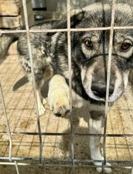 WIBO - wunderschöner Wolf - Weilheim (Oberbayern)