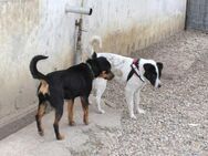 Toto ein sanftmütiger Familienhund - Dittelbrunn