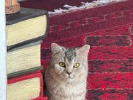 Kater sucht neues liebevolles Zuhause - Leipzig Zentrum