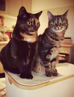 Dreamteam Luna und Fiete in Erfurt - Geisenheim