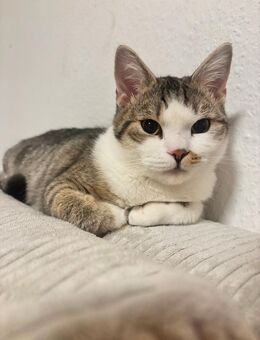 Verspielter 8-Monate alter Kater sucht ein liebevolles Zuhause - Hanau (Brüder-Grimm-Stadt)