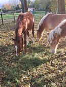 Edelbluthaflinger Hengstfohlen in 99510