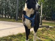 Tarzan,freundlich,schüchtern, sucht Dich - Leonberg (Baden-Württemberg)