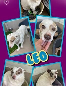 kleiner Leo wartet auf seine Rettung - Nürnberg