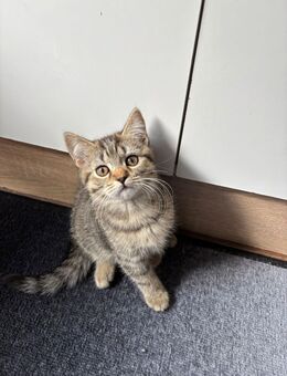 Katzen Baby 12 Wochen BKH Kitten Getigert Tabby - Recklinghausen