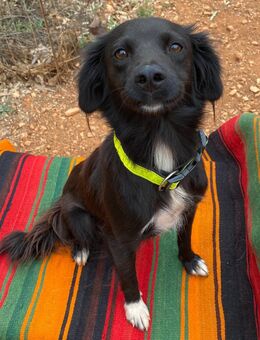 Bezaubernde TARA sucht Familienanschluß - Sandhausen