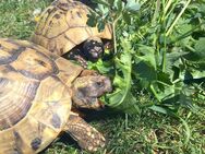 Schildkröten Futter Land Schildkröte Essen Gehege Samen Zubehör Schildkröte Balkonblumen Grichische Landschildkröten Landschildkröte seed Pflanzen säen bee garden flower seeds Muttertag Beet Deutsches Saatgut Samen Freunde Biene SWR Ostern Bio Samen - Pfedelbach