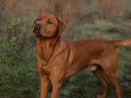 Labrador Foxred Deckrüde - Molbergen