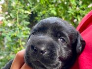 Labrador Retriever Welpen Schoko und schwarz reinrassig -noch 4- - Grabenstätt
