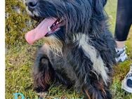 Paw-Paw - wahre Tierfreunde gesucht - Wettenberg