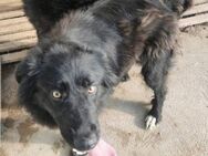 Runa sucht ein liebevolles Zuhause - Blankenheim (Nordrhein-Westfalen)