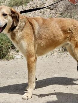 Pancho, menschenbezogen, offen - Westerholt