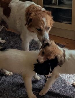 Bordercollie-Pudel Mix (Bordoodle) Welpen - Aschaffenburg