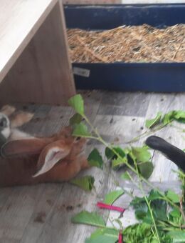 3 kaninchen - Calau