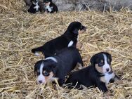 Appenzeller Sennenhund Welpen - Deensen