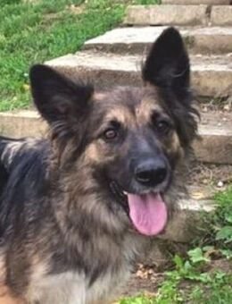 BABORKA sucht Zuhause - Gefrees