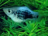 Platy Metallic blau - Hohenroth