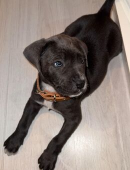 ✨ Wunderschöner Cane Corso Welpe – Liebevolles Zuhause gesucht ✨ - Hannover