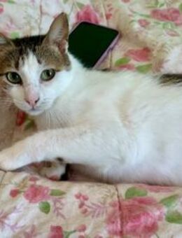 Agapi, menschenbezogener Kater, 4J - Vaterstetten