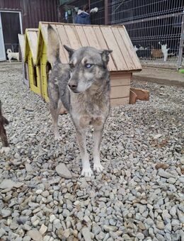Medusa sucht ein neues Zuhause - Blankenheim (Nordrhein-Westfalen)