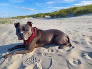 Eddy(American Bully) sucht schweren Herzens ein neues "für immer" Zuhause - Saterland