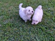 Bichon MALTESER - Wadern