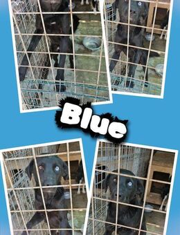 Toller Blue- tolle Augen! - Nürnberg