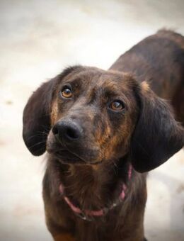 Hollie zarter Rüde aus dem Tierschutz - Hemmoor