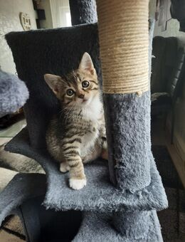 Verkaufe babykatze, katzenbabys - Oberkochen