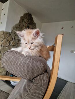 Maine Coon - Bleicherode