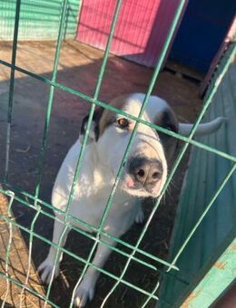 Louan - leidet so sehr - Dreikirchen