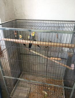 12 Zebrafinken und 4 Nymphensittiche - Riedlingen