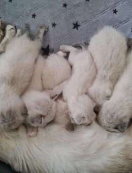 Kitten Wurf - BKH Ragdoll mix - Aachen