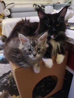 Coony Kitten - Berlin Reinickendorf