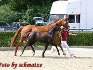 Fohlen,Rappe, Dressur, Hengst abzugeben Glamdale x Quaterback! - Frauenstein Zentrum