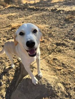 Kenai-verspielt- zurückhaltend - Haan