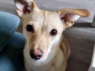 Milli - sucht ein neues Zuhause - Willich