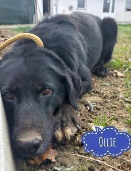Ollie eine Blume zum Gießen - Flörsheim-Dalsheim