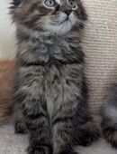 Wunderschöne Reinrassige Main Coon Kitten XXL in 65205